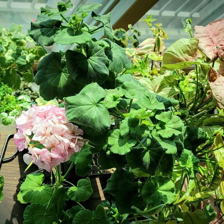 एक टन जिरेनियमपासून त्यांना एक लिटर तेल मिळत आहे