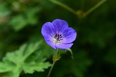 जिरेनियमच्या शेतीचा यशस्वी प्रयोग