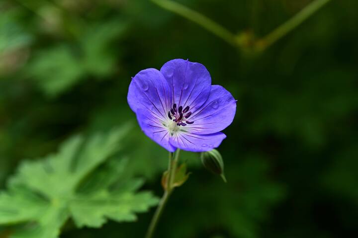 अहमदनगर जिल्ह्यातील मेहेकरी येथील दोन शेतकऱ्यांचा जिरेनियमची शेतीचा यशस्वी प्रयोग