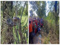 Madhya Pradesh News: गुना में शिवरात्रि से पहले 5 फिट पेड़ पर हर रोज दर्शन देने आते हैं नागराज, जानें क्या है मान्यता