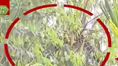 Leopard : ঘুমপাড়ানি গুলিতে কাবু ধূপগুড়ির চিতাবাঘ, ছাড়া হবে গরুমারা জঙ্গলে। Bangla News