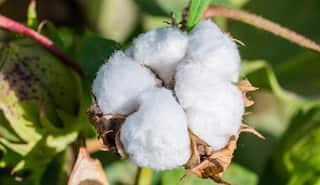 Cotton Production: ગુજરાત સહિતના આ રાજ્યોમાં ચાલુ વર્ષે કપાસનું ઉત્પાદન ઘટવાનો અંદાજ, જાણો શું છે કારણ
