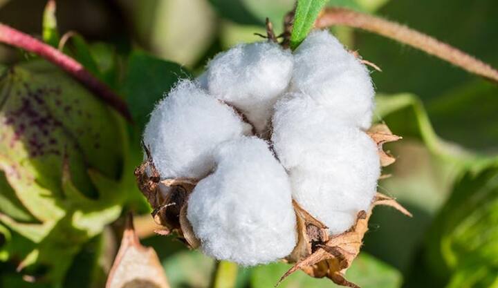Cotton News Farmers benefit as cotton gets a rate of 16 thousand per quintal Cotton News : कापसाला झळाळी! 16 हजारांचा दर मिळत असल्यानं शेतकऱ्यांसह शेतमजुरांनाही फायदा  
