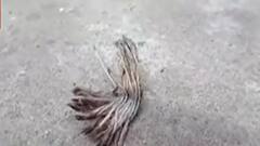 TMC vs CPIM : কামারহাটি পুরসভার সিপিএম প্রার্থীর বাড়ির সামনে বোমাবাজির অভিযোগ। Bangla News