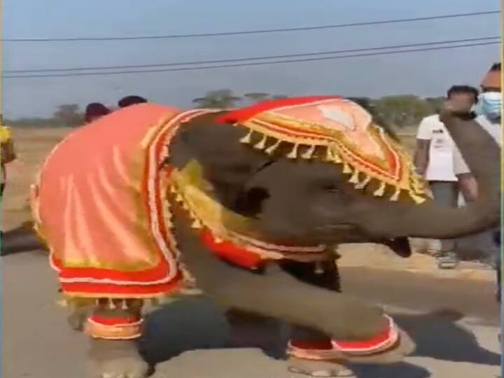 Elephant such a wonderful dance step, see viral steps गजराज ने किए ऐसे शानदार डांस स्टेप, देखकर उड़ जाएंगे होश, बन जाएंगे हाथी के फैन
