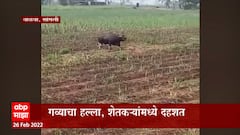 Sangli : सांगलीच्या वाळवामध्ये गव्याची दहशत,गव्याने दोन दिवसात तिघांवर केला हल्ला : ABP Majha