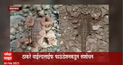 Jalgaon : विंचवाच्या दोन दुर्मिळ प्रजातींचं ठाकरे वाईल्डलाईफ फाउंडेशनकडून संशोधन! ABP Majha