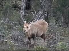 Uttarakhand News: उत्तराखंड के जिम कॉर्बेट नेशनल पार्क में घट रही हॉग डियर की संख्या, बढ़ाने की हो रही है तैयारी