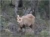Uttarakhand News: उत्तराखंड के जिम कॉर्बेट नेशनल पार्क में घट रही हॉग डियर की संख्या, बढ़ाने की हो रही है तैयारी
