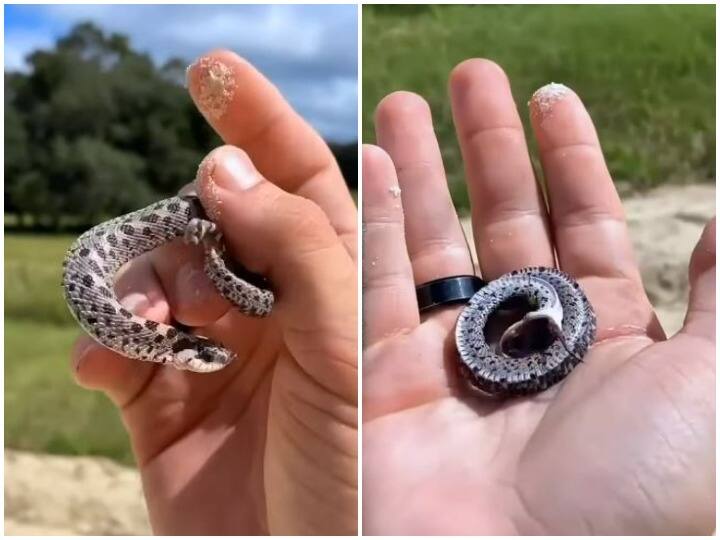 Surprisingly person picked up baby snake in his palm and then acted to die सड़क पर गिरे सांप को हैरतअंगेज ढंग से शख्स ने अपनी हथेली पर उठाया, बेबी स्नेक ने की मरने की एक्टिंग