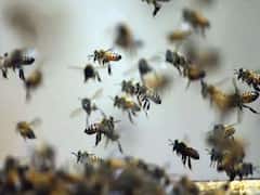 पहाड़ पर चढ़ते वक्त अचानक मधुमक्खियों ने किया ऐसा हमला, अस्पताल में पहुंच गए 21 स्टूडेंट