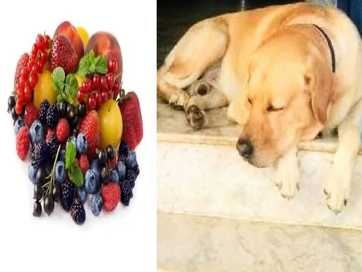 top five healthy treats for your dog உங்கள் செல்ல நாய்க்கு ட்ரீட் கொடுக்கணுமா.. வெள்ளரி முதல் ஸ்ட்ராபெர்ரி வரை: லிஸ்ட் இதோ!