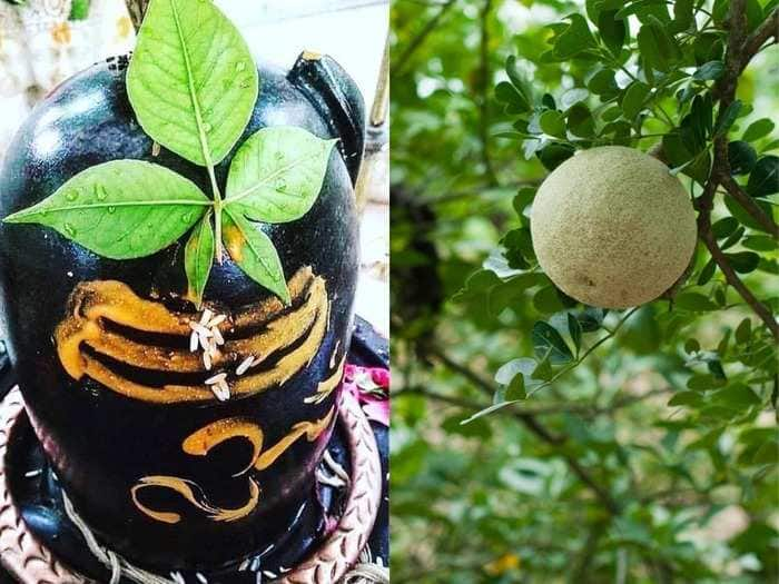 bael fruit benefits Mahashivratri 2022 marathi news Mahashivratri 2022 : शिवपूजनात सर्वाधिक महत्त्व असलेल्या बेलाचे गुणकारी फायदेही, जाणून घ्या