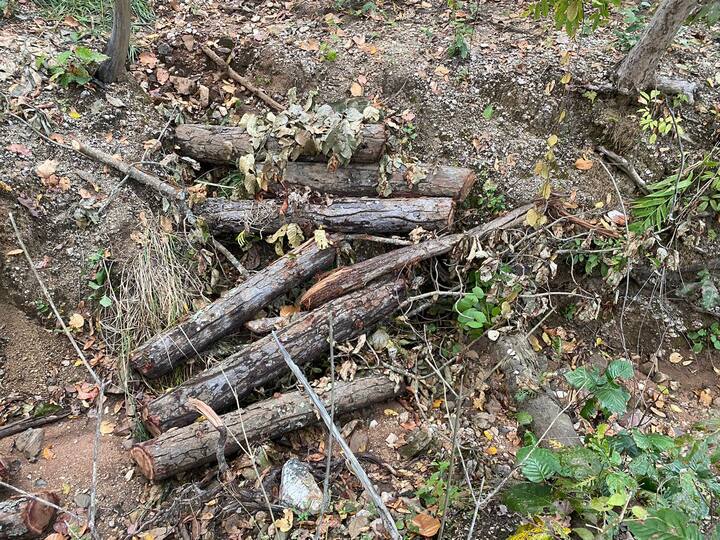 इस मामले परिक्षेत्र सहायक विजयनाथ तिवारी ने जंगल से लकड़ी कटने की बात से साफ इनकार कर दिया. पहले तो कहा ऐसा कुछ नहीं है. फिर बाद में कहते हैं हम आपके कोई जानकारी नहीं दे सकते. इसके लिए हम अधिकृत नहीं है. इधर सेमरसोत अभ्यारण्य क्षेत्र के अंतर्गत आने वाले बलरामपुर के गेम रेंजर डीपी सोनवानी का कहना है अभी मैं बाहर हूं. पेड़ों की कटाई का वीडियो मिला है. वापस आने के बाद जांच किया जाएगा. जो भी दोषी होगा, चाहे वो दरोगा हो, या कोई और उसपर निश्चित रूप से कार्रवाई होगी.