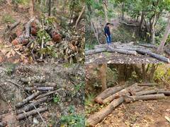 Chhattisgarh: वन विभाग की नाक के नीचे कट रहे सैंकड़ों पेड़! देखें 'उजड़ते जंगल' की तस्वीरें