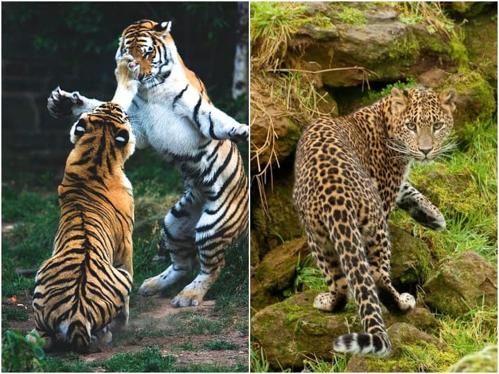 पुरानी कहावत है कि बड़ों की लड़ाई में छोटों को नही पड़ना चाहिए,फिर चाहे मामला आदमी का हो या जानवर का. मध्यप्रदेश (Madhya Pradesh) के बांधवगढ़ नेशनल पार्क (Bandhavgarh National Park) में एक तेंदुआ यही गलती कर बैठा. उसे लेने के देने पड़ गए. दरअसल वो दो मादा बाघों की लड़ाई में जा पहुंचा.फिर क्या था मादा बाघों ने अपनी लड़ाई छोड़कर तेंदुए की खबर ले डाली.