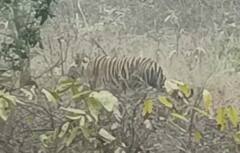 Jabalpur: दो बाघों की लड़ाई में बीच-बचाव करने पहुंचे तेंदुए को पड़ गए लेने के देने, तस्वीरों से जानिए फिर क्या हुआ