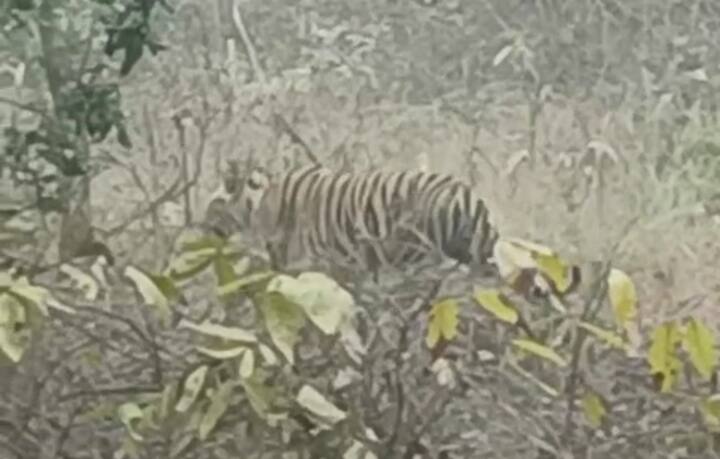 दरअसल मामला कुछ यूं है कि उमरिया जिले के बांधवगढ़ नेशनल पार्क में दो बाघिनों की लड़ाई के बीच में अचानक से एक तेंदुआ आ गया.पतौर परिक्षेत्र के बगैहा बीट में चल ही फाइट के बीच तीसरे जानवर की एंट्री से दोनों बाघिन नाराज हो गईं और वे तेंदुए पर हमलावर हो गईं, जिससे जान बचाने के लिए तेंदुआ तुरंत ने पेड़ पर चढ़कर गया.