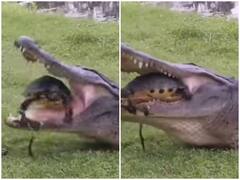 कछुए के शिकार में मगरमच्छ को मिली नाकामी, मौत के मुंह से निकला कछुआ