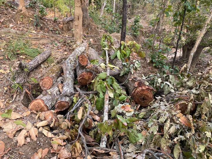 दरअसल, जिले के सेमरसोत अभ्यारण्य में सामान्य मद से वन्य प्राणियों के लिए पानी की व्यवस्था करने 20 लाख की लागत से मिट्टी बांध का निर्माण कार्य कराया जा रहा है. लेकिन उक्त कार्य में संलग्न परिक्षेत्र सहायक विजयनाथ तिवारी पर सेमरसोत अभ्यारण्य में सैकड़ों हरे भरे पेड़ों की कटाई कराने का आरोप लग रहे हैं. जबकि अभ्यारण्य क्षेत्र में पेड़ों को काटने पर प्रतिबंध है. बावजूद इसके सेमरसोत अभ्यारण्य में विभागीय कर्मचारी पर ही पेड़ों को कटवा कर जंगल को उजाड़ने का गंभीर आरोप पर विभाग ने अब तक किसी प्रकार की कार्रवाई नहीं की है.