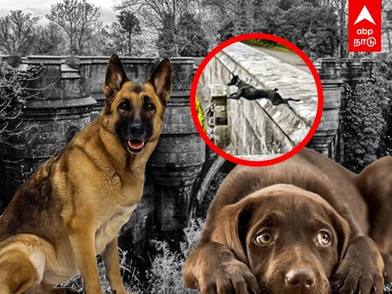 Scotland: நாய்களை தற்கொலைக்கு தூண்டும் மர்ம பாலம்