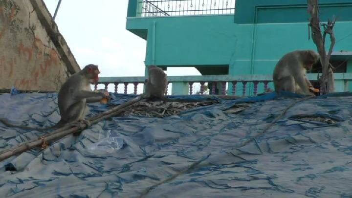 A herd of monkeys entering houses near Pennagaram and threatening the public பென்னாகரம் அருகே பொதுமக்களை அச்சுறுத்தும் குரங்குகள் - நடவடிக்கை எடுக்க அரசுக்கு கோரிக்கை