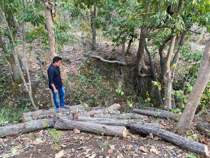 बता दें कि बलरामपुर-रामानुजगंज जिले से होकर गुजरने वाली नेशनल हाईवे 343 से लगे सेमरसोत अभ्यारण्य क्षेत्र के ग्राम दलधोवा के करीब जंगल में बांध निर्माण के लिए हरे भरे पेड़ों की कटाई की सूचना मिलने पर क्षेत्रीय जनप्रतिनिधि और राज्यसभा सांसद प्रतिनिधि धीरज सिंहदेव मौके पर पहुंचे थे. तब सैकड़ों पेड़ कटे हुए मिले. सांसद प्रतिनिधि धीरज सिंह देव ने इस मामले की जानकारी वन विभाग के आला अधिकारियों को दी. लेकिन विभाग ने अब तक इस मामले पर ना कोई जांच की, ना ही कोई कार्रवाई की है.