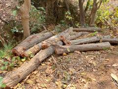 Chhattisgarh: वन विभाग की नाक के नीचे कट रहे सैंकड़ों पेड़! देखें 'उजड़ते जंगल' की तस्वीरें