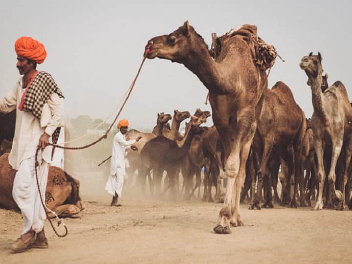 rajasthan number of camels decreasing know state government policy in details Rajasthan में लगातार कम हो रही है ऊंटों की संख्या, सरकार ने उठाए कदम...जानें क्या है बड़ी मुश्किल 