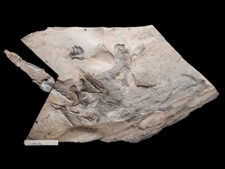 Why This Jurassic-Era Fossil Is Described As The World's Best Preserved Skeleton Of A Prehistoric Winged Reptile