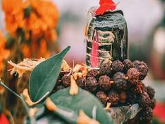 हर रुद्राक्ष का है अपना अलग महत्व, जानें किस रुद्राक्ष को धारण करने से मिलती है मां लक्ष्मी की कृपा, धन से भर जाती हैं झोलियां