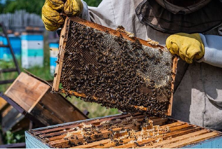 Know about honey bee farming and govt subsidies check in detaila Honey Bee Farming:  મધમાખી ઉછેર પર સરકાર આપે છે સહાય, જાણો યોજના વિશે