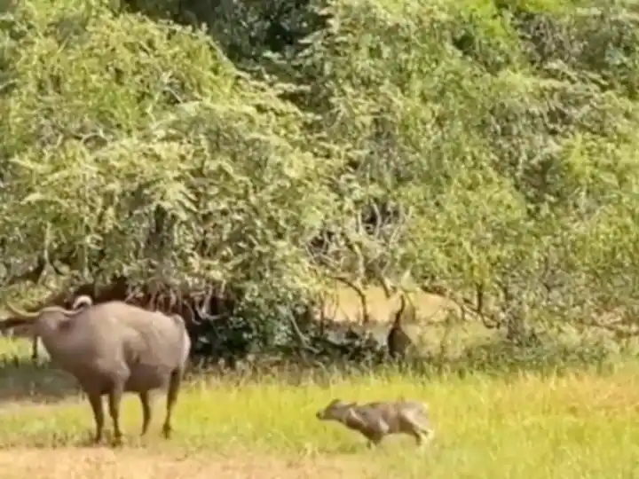 ਸ਼ੇਰ ਨੇ ਮੱਝ ਦੇ ਬੱਚੇ 'ਤੇ ਕੀਤਾ ਹਮਲਾ, ਸ਼ੇਰ ਨੂੰ ਸਿਖਾਇਆ ਅਜਿਹਾ ਸਬਕ, ਪੂਛ ਦਬਾ ਕੇ ਭੱਜਿਆ ਜੰਗਲ ਦਾ ਰਾਜਾ