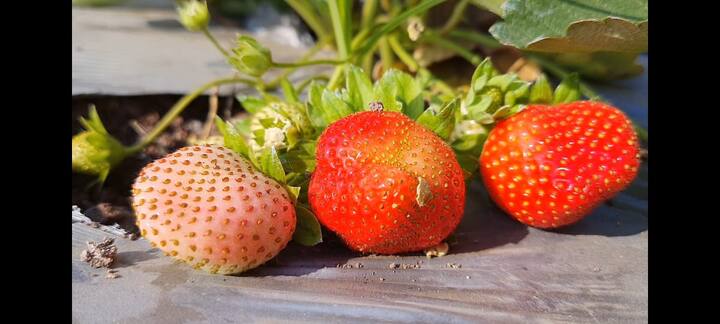 दुष्काळी आटपाडी तालुक्‍यात स्ट्रॉबेरी शेतीचा प्रयोग यशस्वी