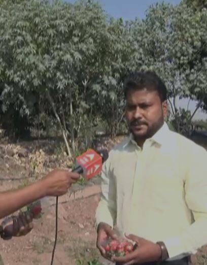 नोकरी सोडून पठ्ठ्यानं यशस्वी केला स्ट्रॉबेरी शेतीचा प्रयोग
