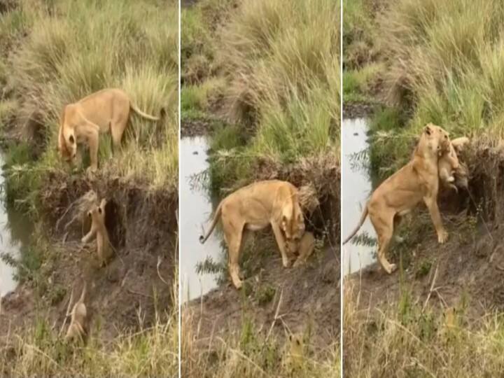 Lioness save the cubs who fell in pit see the love of mother emotional video गड्ढे में गिरे शावकों को बचाने पहुंची शेरनी, दिल छू लेगा मां की ममता का वीडियो