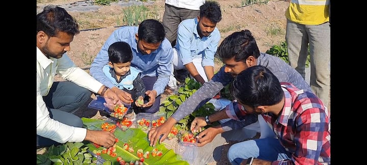 1 किलो स्ट्रॉबेरीला मिळतोय 300 रुपयांचा दर