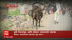 UP Election 2022 :  यूपी निवडणूक आणि मोकाट जनावरांची समस्या Special Report