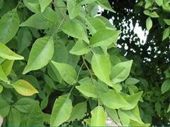 Mahashivratri : जाणून घ्या, शिवपूजनात सर्वाधिक महत्त्व असलेल्या बेलाचे गुणकारी फायदे