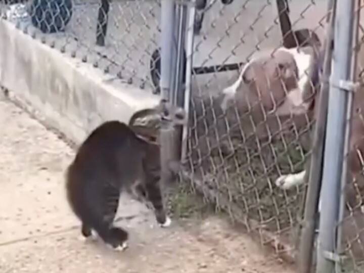 कुत्ते-बिल्ली की मजेदार लड़ाई ने जीता लोगों का दिल, डॉगी के घर में घुसकर बिल्ली ने दिखाई दबंगई Dog cat funny fight won the hearts of the people cat beat dog and enter in dog house कुत्ते-बिल्ली की मजेदार लड़ाई ने जीता लोगों का दिल, डॉगी के घर में घुसकर बिल्ली ने दिखाई दबंगई