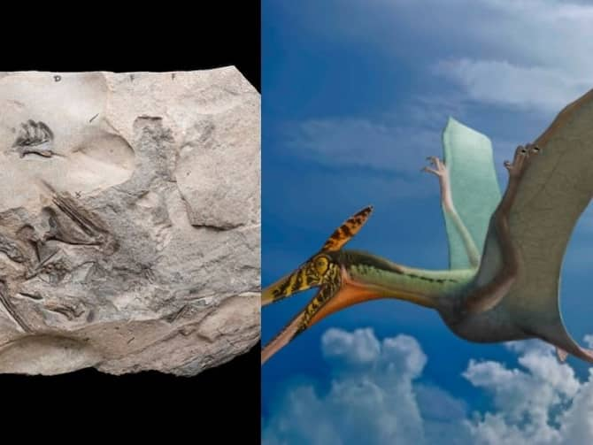 Fossil of giant flying reptile discovered in Scotland