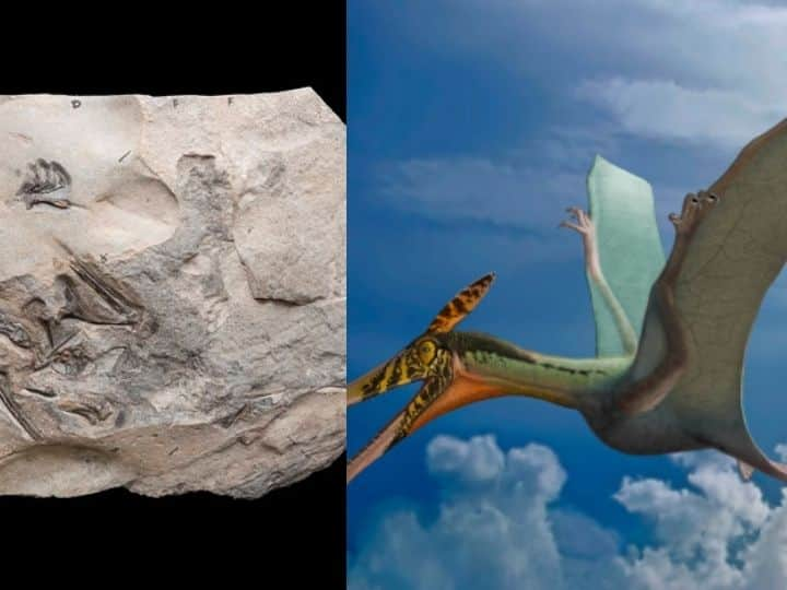 Remains of 'world's largest Jurassic pterosaur' recovered in