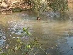 Jalaun: जालौन में पुलिस के डर से नहर में कूदे 4 जुआरी, 1 की मौत, परिवार ने पुलिस पर लगाया ये बड़ा आरोप