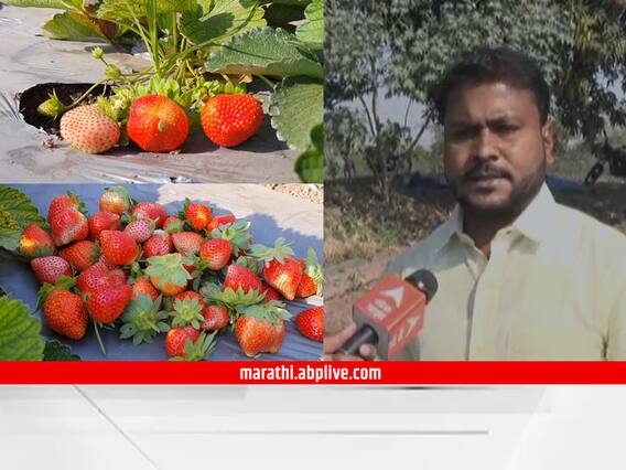नोकरी सोडून युवकाने यशस्वी केला स्ट्रॉबेरी शेतीचा प्रयोग