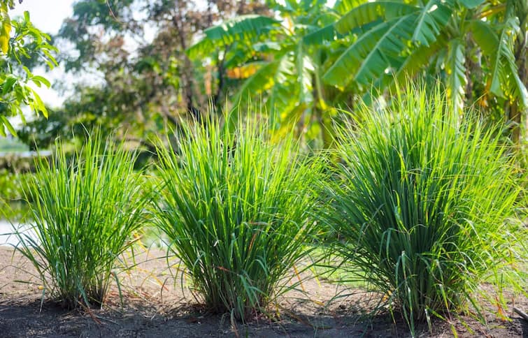 cultivation of nepiyar grass will complete the Shortage of animal fodder. Animal Nutrition Special: पशु चारे की कमी दूर हो जायेगी, इस घास को उगाने से भरेगा 5 साल का भंडार