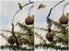 पेड़ पर अंडों को बचाने के लिए कोबरा से भिड़ी चिड़िया, इस तरीके को अपनाकर उसे भगाया