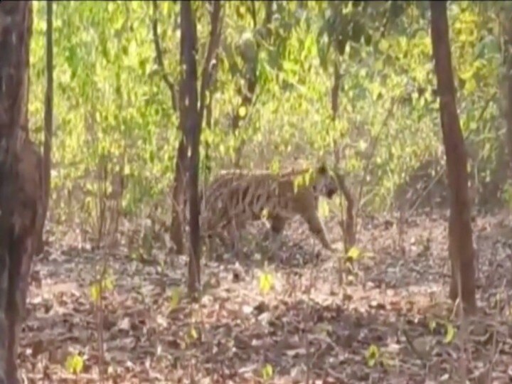 बाघिनों की लड़ाई के बीच फंसा तेंदुआ, डर के मारे 12 घंटे तक पेड़ पर बैठा रहा