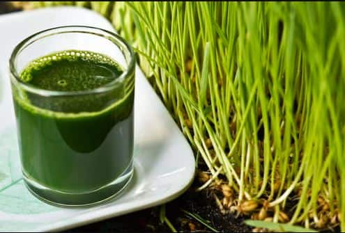 benefits of Wheat Grass Juice it will change your whole body Wheat Grass Juice: ਕੁਦਰਤੀ ਵਰਦਾਨ ਮੰਨਿਆ ਜਾਂਦਾ ਕਣਕ ਦੇ ਪੱਤਿਆਂ ਦਾ ਜੂਸ, ਤੁਹਾਡੀ ਸਿਹਤ ਦੀ ਕਰ ਦੇਵੇਗਾ ਕਾਇਆ-ਕਲਪ?