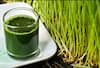 Wheat Grass Juice: ਕੁਦਰਤੀ ਵਰਦਾਨ ਮੰਨਿਆ ਜਾਂਦਾ ਕਣਕ ਦੇ ਪੱਤਿਆਂ ਦਾ ਜੂਸ, ਤੁਹਾਡੀ ਸਿਹਤ ਦੀ ਕਰ ਦੇਵੇਗਾ ਕਾਇਆ-ਕਲਪ?