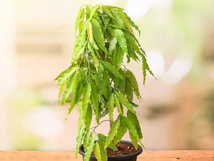 ashoka tree benefits remedies of ashoka leaves bring money prosperity and peace at home घर के वास्तु दोष दूर करता है ये पेड़, देवी-देवता को अर्पित करने से पूरी हो जाती हैं सभी इच्छाएं